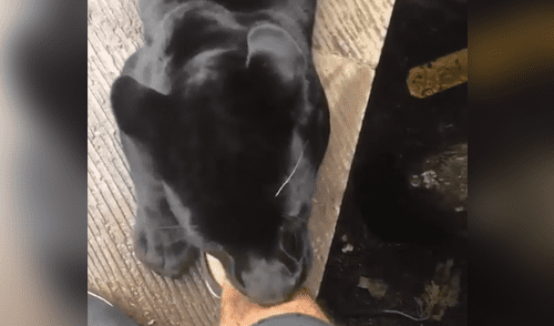 YouTube viral: Arriesgado turista se topa con temible pantera dentro de jaula y esto sucede [VIDEO]