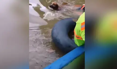 Rescatan a perritos que estaban a punto de ahogarse tras inundaciones