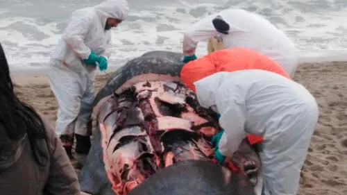 Murió ballena que se varó en la playa Santa Rosa [FOTOS]