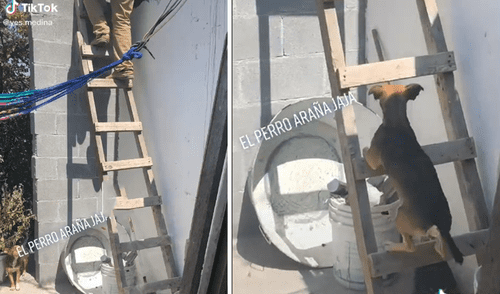TikTok viral: perro ve que su dueño sube las escaleras y decide imitarlo