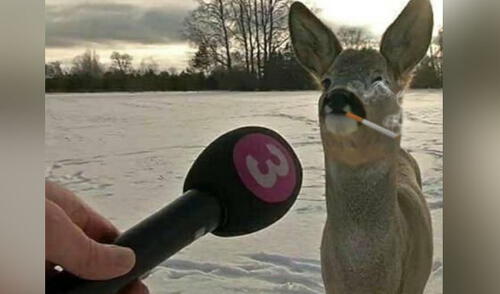 Twitter: Ciervo se convierte en meme tras “entrevista” en TV