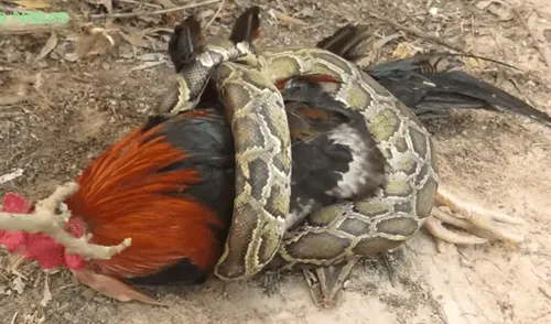YouTube viral: enorme serpiente intenta devorar a gallo y arriesgado niño aparece para salvarlo [VIDEO]