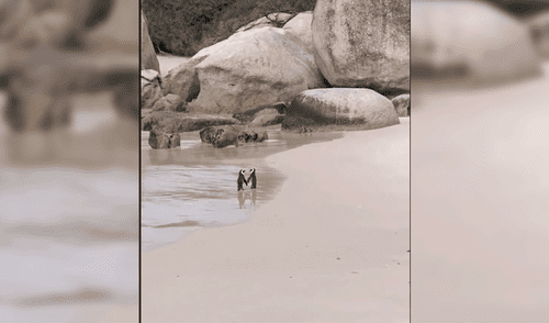 Twitter: Pingüinos protagonizan tierna escena de amor y conmueven en redes [VIDEO] 