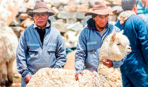 El Perú cuenta con tres millones 685,516 cabezas de alpaca; según el último Censo Agropecuario del 2012. Foto: Inca Tops