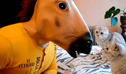 YouTube viral: le juega broma pesada a sus gatos y ellos reaccionan de la forma menos pensada [VIDEO]