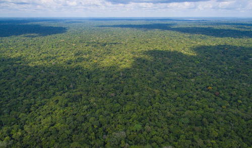 Lanzan Geoserfor, plataforma que brinda información sobre gestión forestal Lanzan Geoserfor, plataforma que brinda información sobre gestión forestal