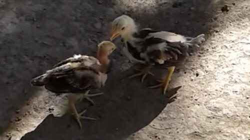 YouTube: Pollitos tienen épica pelea por el amor de una gallina y desenlace asombra a todos