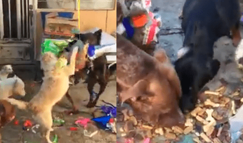 Facebook: perros de un albergue se divierten al romper una piñata llena de galletas