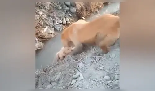 YouTube viral: perrito estaba a punto de caer, pero su mamá se arriesga para salvarlo [VIDEO]