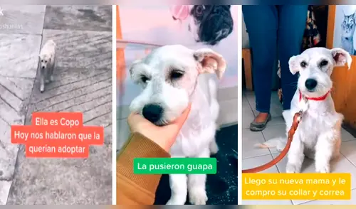 Facebook viral: rescatan a una perrita de la calle, la llevan al veterinario y esta encuentra un nuevo hogar [VIDEO]