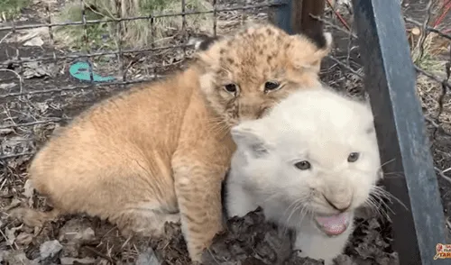 YouTube viral: hombre ingresa al recinto de dos leones bebés y estos tienen tierno comportamiento