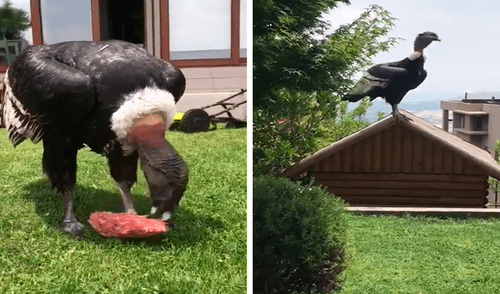 Facebook viral: familia realizaba parrillada hasta que dos cóndores lo arruinaron todo [VIDEO]