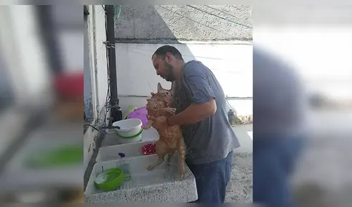 Facebook viral: señor encuentra a gato abandonado, lo lleva a su casa y sucede lo peor [VIDEO]