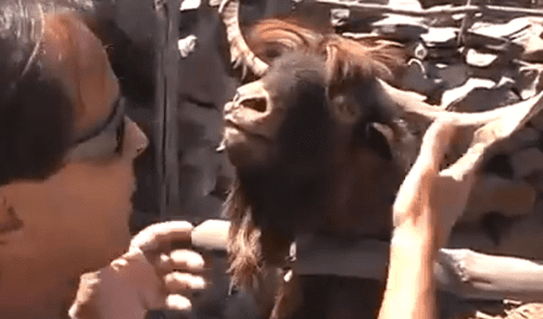 YouTube Viral: Épica respuesta da cabra al ser entrevistada sobre política [VIDEO]