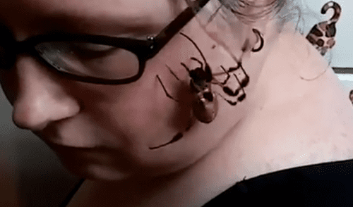 Facebook viral: retan para que joven coloque peligrosa araña en su rostro y sucede lo inesperado [VIDEO]