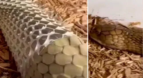 El proceso de la serpiente es común cada muda de piel. Foto: Youtube