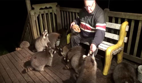 YouTube viral: hombre alimenta a 17 mapaches que se reúnen diariamente en su casa