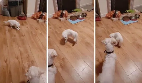 Gato y perro que 'bailan tango' se vuelven virales en TikTok