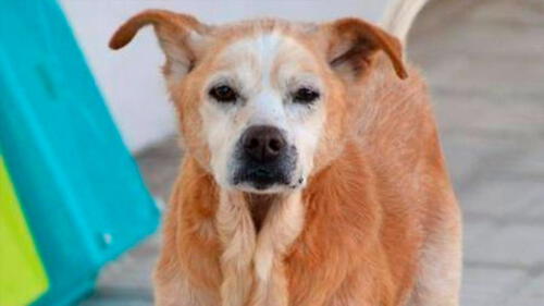 Cuco falleció horas antes que su dueña, según sus cuidadores, para "guiarla" en el camino a la eternidad. Foto: La Vanguardia