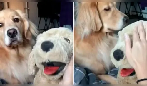 Facebook: no soportó ver a su dueña acariciar a perro de peluche y tuvo esta reacción [VIDEO] 