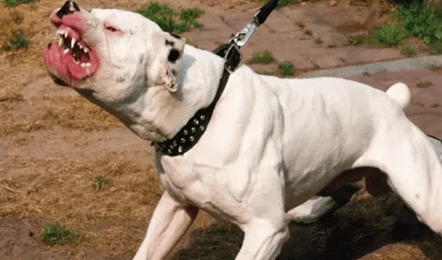 Perro pitbull fue dado en adopción tras atacar a su dueña.