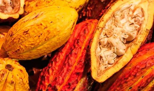 Ministerio de Agricultura y Riego realizó el primer censo de stock de cacao