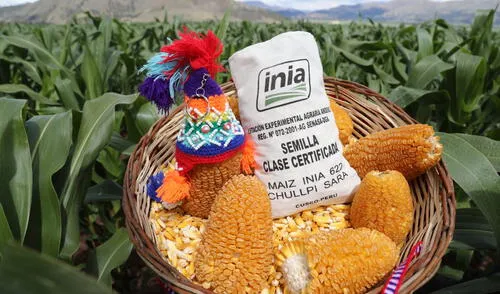 Nueva variedad de maíz Nueva variedad de maíz