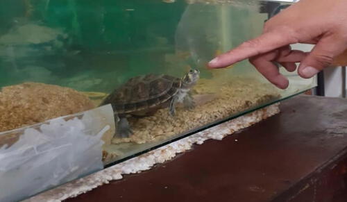 Arequipa. Pequeña tortuga fue rescatada.