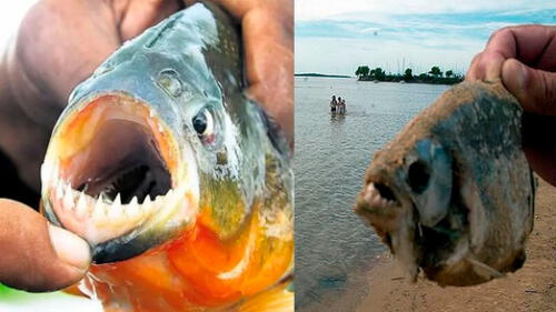 Palometas siembran temor en Argentina. Palometas siembran temor en Argentina.