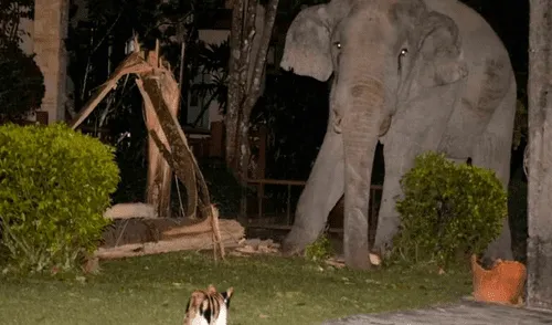 Desliza las imágenes para ver al valiente gatito que se enfrentó a un enorme elefante. Foto:  Facebook