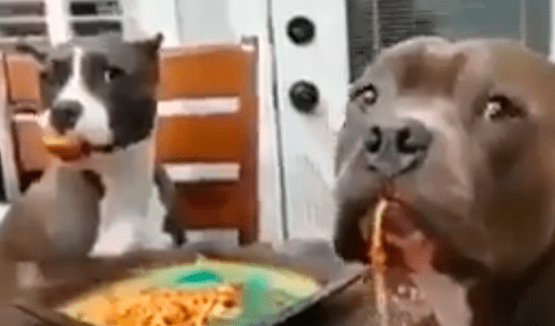 Facebook viral: Dejó su plato de comida en la mesa y sus perros hicieron esto con ella [VIDEO]