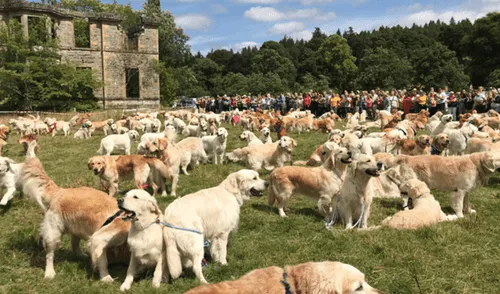 Instagram: masiva reunión de golden retrievers es lo más hermoso que verás hoy [FOTOS]