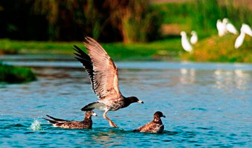 La comuna limeña se comprometió a seguir trabajando en pro del medio ambiente. Foto: Andina