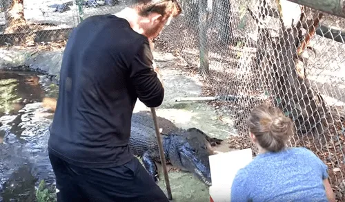 Desliza hacia la izquierda para ver lo que pasó con los jóvenes que ingresaron a un recinto de cocodrilos y se volvió viral en YouTube. YouTube viral: jóvenes se topan con enormes cocodrilos