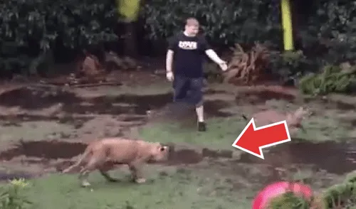 YouTube viral: extranjero ingresa a felinario, sin imaginar la reacción que tendrían las fieras [VIDEO]