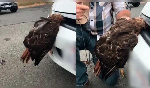 Facebook: halcón quedó atrapado en auto y 'héroe' lo salva de forma increíble [VIDEO]