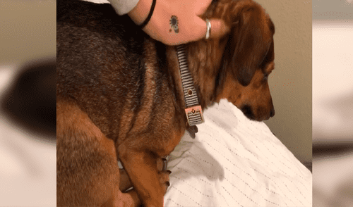 Facebook viral: perro mueve su cola mientras duerme y llama la atención de su cuidadora [VIDEO]