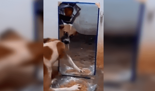 TikTok viral: Perro protege su comida de su propio reflejo y protagoniza graciosa escena [VIDEO]