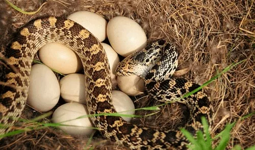 Facebook viral: peligrosas serpientes inician lucha y sucede algo increíble [VIDEO] 