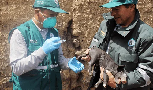 Junín: Senasa atiende 84 distritos en campaña contra la Peste Porcina Junín: Senasa atiende 84 distritos en campaña contra la Peste Porcina