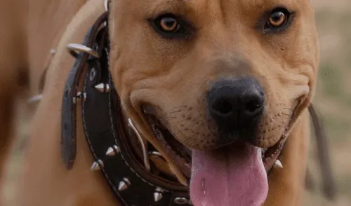 El perro fue tranquilizado con una pistola Taser. Fuente: foto referencial. Mujer muere atacada por su perro pitbull mientras sufría una convulsión