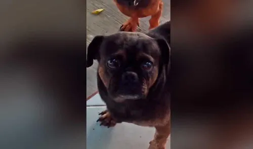 Desliza las imágenes para conocer un poco más de este simpático perro que generó ternura en redes sociales. Foto: captura de TikTok/ Naomi Galván Desliza las imágenes para conocer un poco más de este simpático perro que generó ternura en redes sociales. Foto: captura de TikTok/ Naomi Galván
