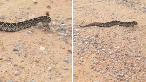 YouTube: serpiente cascabel se movía de forma peculiar y muchacha lo grabó todo YouTube: serpiente cascabel se movía de forma peculiar y muchacha lo grabó todo