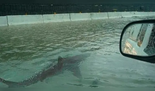 Twitter: La verdad de la foto del tiburón en una carretera inundada de EE.UU.