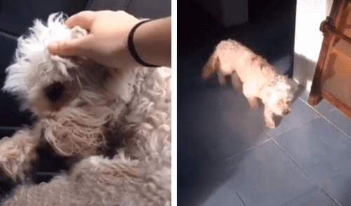 Facebook viral: encuentran a perro en medio de la carretera, lo rescatan y ayudan en su recuperación [VIDEO]