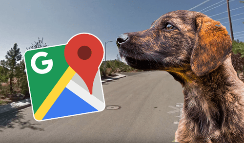 Google Maps: Dos perros fueron captados en el momento en que casi tumban a ciclista [VIDEO]