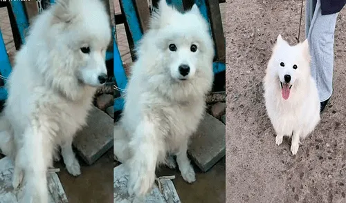 Desliza las imágenes para conocer a Yuan Yuan, el perrito que iba a ser sacrificado y su carne vendida en un mercado chino. Foto: TikTok