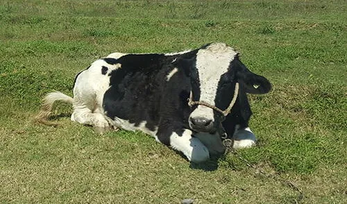 Animales de Instituto Tecnológico de Tacna en pésimas condiciones [VIDEO]