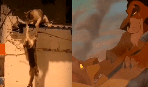 Ambos felinos luchaban por quedarse con el techo de una vivienda: Foto: andrewbarahona5 / TikTok Gatos se enfrentan en el techo de vivienda y hecho es comparado con escena de El rey león