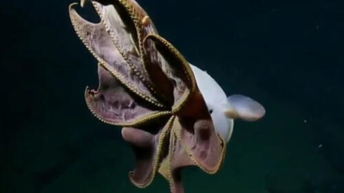 YouTube: científicos graban extraño pulpo “Dumbo” en las profundidades del mar de California [VIDEO]